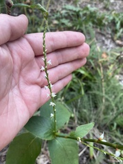 Persicaria virginiana
