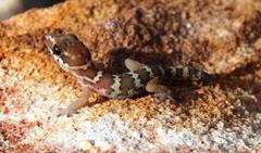 Pachydactylus formosus