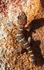 Pachydactylus formosus