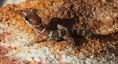 Pachydactylus formosus