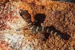 Pachydactylus formosus