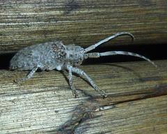 Crossotus stypticus