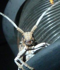 Crossotus stypticus