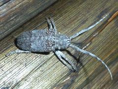Crossotus stypticus