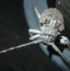 Crossotus stypticus