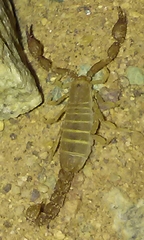 Catalinia andreas