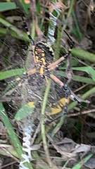 Argiope aurantia