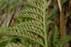 Asplenium appendiculatum maritimum