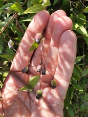 Myrtus communis communis