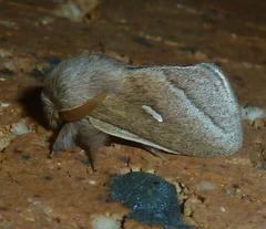 Sena prompta plusioides