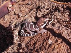 Pachydactylus formosus