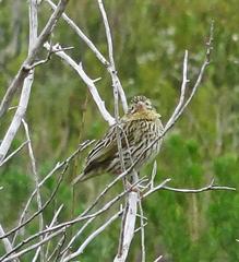 Euplectes capensis capensis