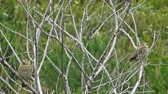 Euplectes capensis capensis