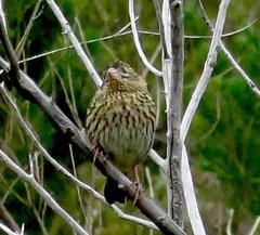 Euplectes capensis capensis