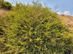 Myrtus communis communis