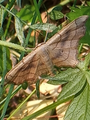 Idaea emarginata