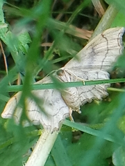 Idaea emarginata