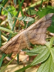 Idaea emarginata