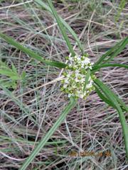 Xysmalobium involucratum