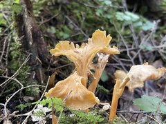 Craterellus lutescens