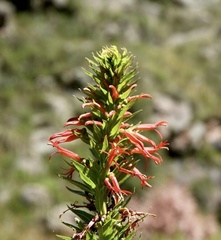 Siphocampylus foliosus