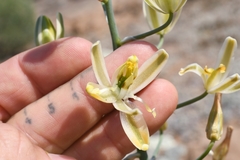 Albuca decipiens