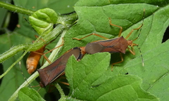 Anasa varicornis