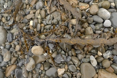 Carpophyllum maschalocarpum