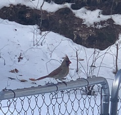 Cardinalis
