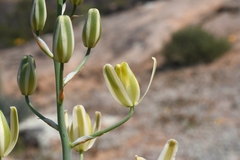 Albuca decipiens