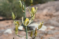 Albuca decipiens