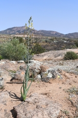 Albuca decipiens