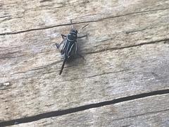 Ripipteryx rivularia