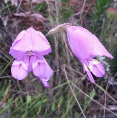 Gladiolus rogersii