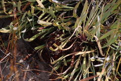 Protea laevis