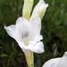 Gladiolus appendiculatus - Photo Δεν διατηρούνται δικαιώματα, uploaded by Peter Warren