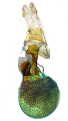 Eupithecia interruptofasciata