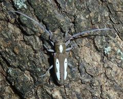 Prosopocera paykulli
