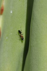 Pseudomyrmex championi