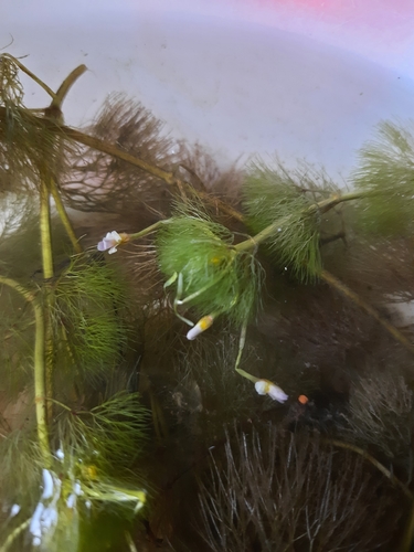 Image of Cabomba furcata by (c) Paulo Nogueira, some rights reserved (CC BY)