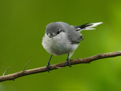 Yucatan Gnatcatcher photo 2