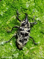 Ileomus distinguendus