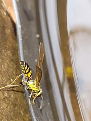 Polybia fastidiosuscula