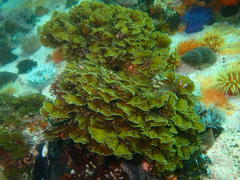 Exallosorus harveyanus