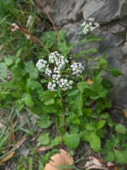 Sium latifolium
