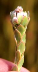 Leucadendron dubium