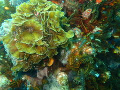 Exallosorus harveyanus