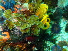 Exallosorus harveyanus