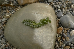 Caulerpa geminata