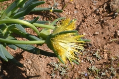 Conicosia pugioniformis